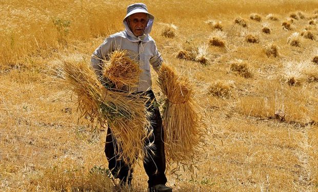 پول گندمکاران چگونه پرداخت شد پول گندمکاران چگونه پرداخت شد