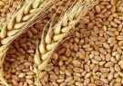 تعیین نرخ تضمینی گندم به یک شورای ۶ نفره سپرده شد تعیین نرخ تضمینی گندم به یک شورای ۶ نفره سپرده شد