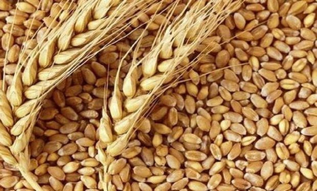 تعیین نرخ تضمینی گندم به یک شورای ۶ نفره سپرده شد تعیین نرخ تضمینی گندم به یک شورای ۶ نفره سپرده شد