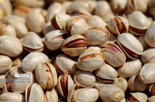 نایب رییس هیات امنای انجمن ملی پسته ایران خبر داد: تولید پسته نسبت به سال قبل ۲ برابر شد نایب رییس هیات امنای انجمن ملی پسته ایران خبر داد: تولید پسته نسبت به سال قبل ۲ برابر شد