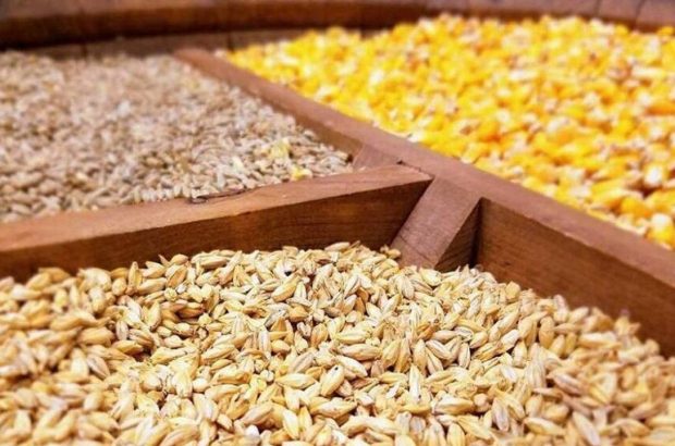 حفظ و آرامش بازار محصولات پروتئینی مستلزم تامین مستمر نهادههای دامی حفظ و آرامش بازار محصولات پروتئینی مستلزم تامین مستمر نهادههای دامی